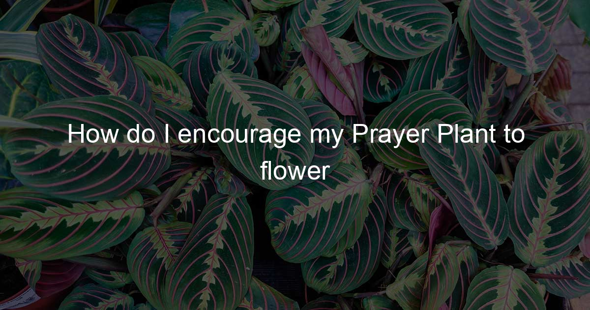 How do I encourage my Prayer Plant to flower Pray In Green