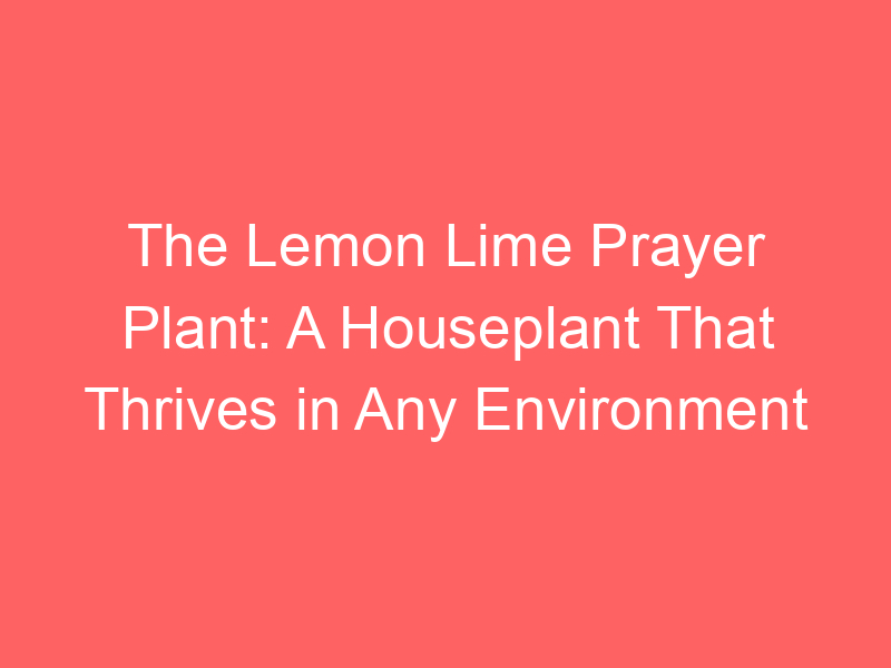 what-are-the-physical-characteristics-of-a-prayer-plant-pray-in-green