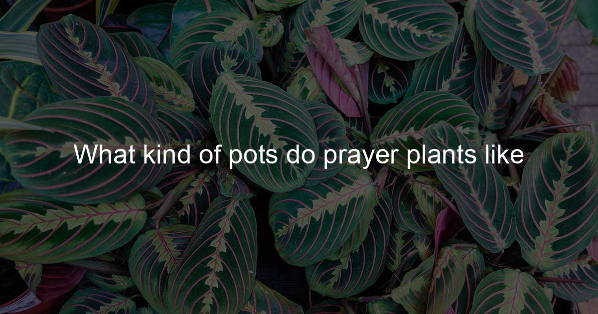 What kind of pots do prayer plants like Pray In Green