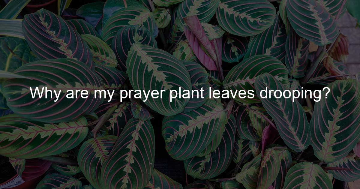 Why are my prayer plant leaves drooping? Pray In Green